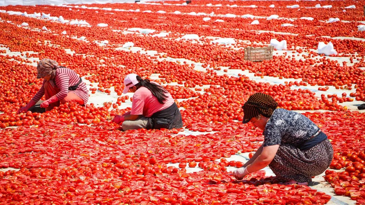 Torbalı'da Kuru Domates Hasadı: Büyükşehir'den Üreticiye Tam Destek!