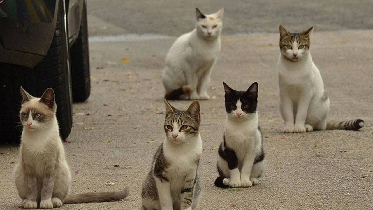 İzmir'de 33 Kedi Ölümü: Veteriner Hekim Serbest Bırakıldı!