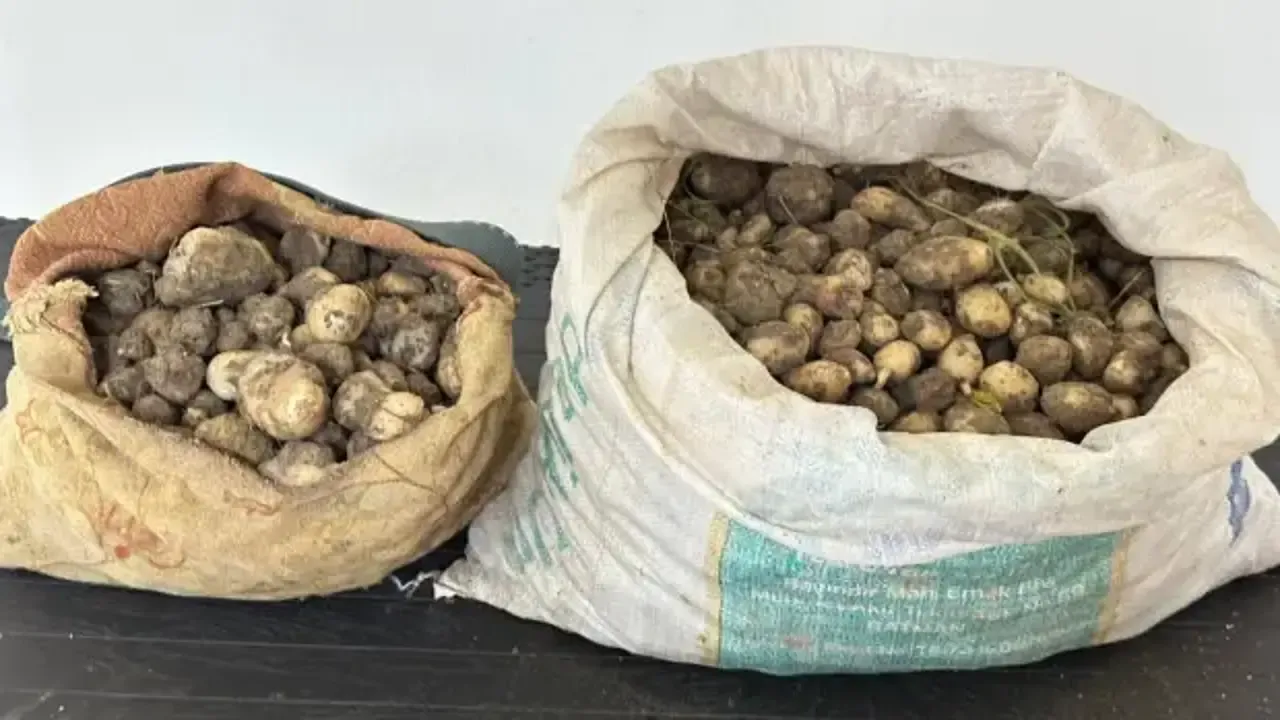 Tunceli’de Büyük Salep Operasyonu: Ceza 2 Milyon TL’yi Buldu!